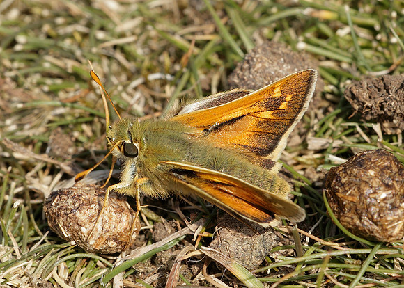 Silver-spotted Skipper Hesperia comma