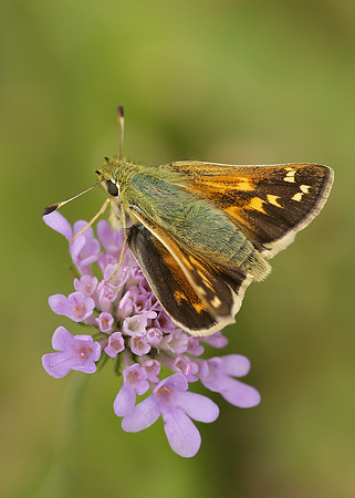 Silver-spotted Skipper Hesperia comma