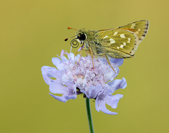 Silver-spotted Skipper Hesperia comma