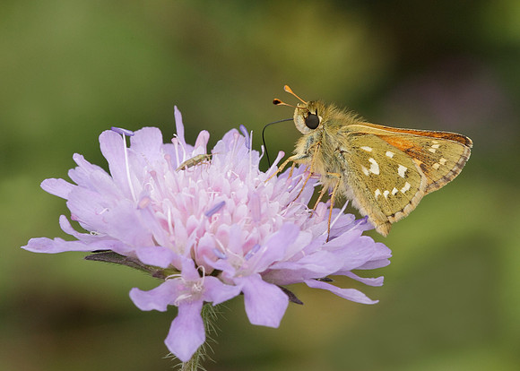 Silver-spotted Skipper Hesperia comma