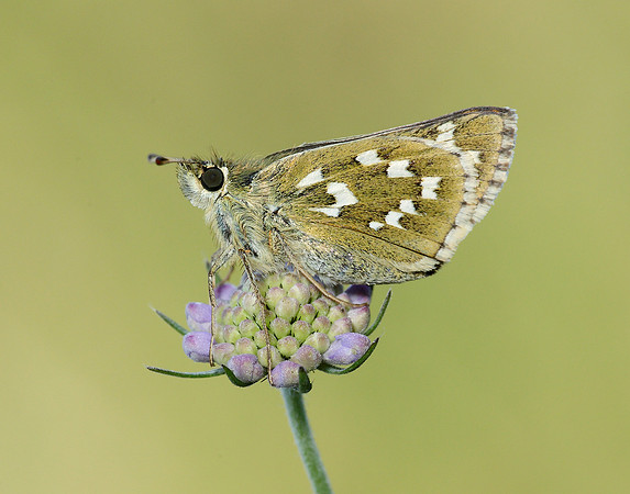 Silver-spotted Skipper Hesperia comma