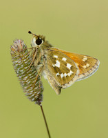 Silver-spotted Skipper Hesperia comma