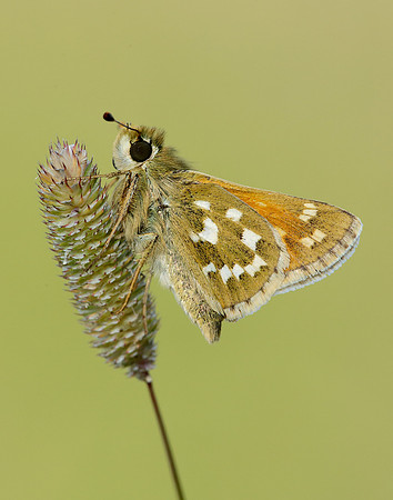 Silver-spotted Skipper Hesperia comma