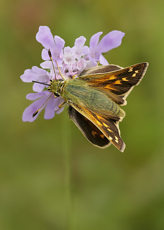Silver-spotted Skipper Hesperia comma