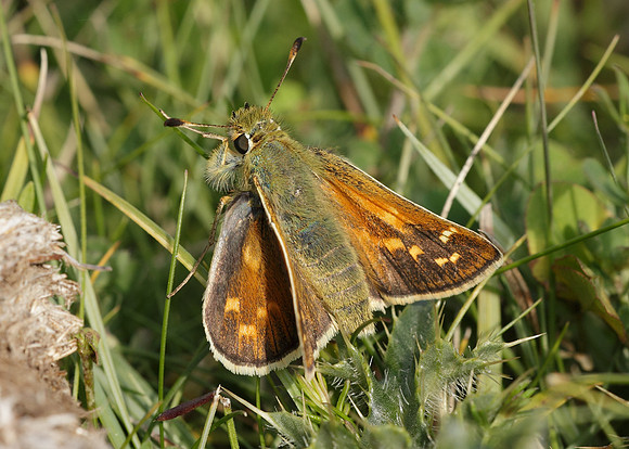 Silver-spotted Skipper Hesperia comma