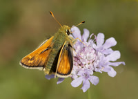 Silver-spotted Skipper Hesperia comma