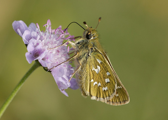 Silver-spotted Skipper Hesperia comma