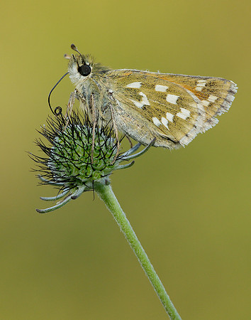 Silver-spotted Skipper Hesperia comma