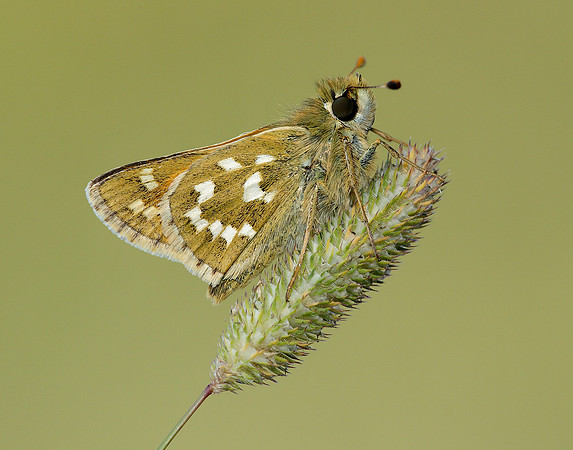Silver-spotted Skipper Hesperia comma