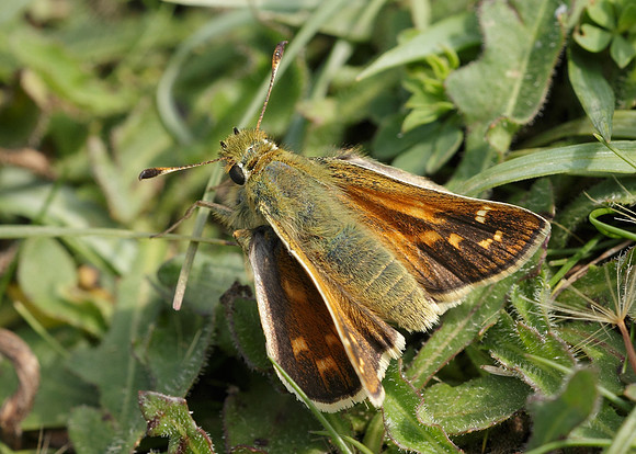 Silver-spotted Skipper Hesperia comma