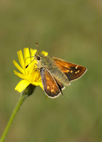Silver-spotted Skipper Hesperia comma