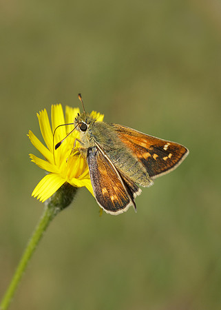 Silver-spotted Skipper Hesperia comma