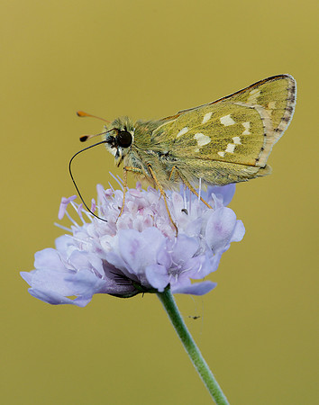 Silver-spotted Skipper Hesperia comma