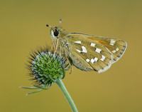 Silver-spotted Skipper Hesperia comma