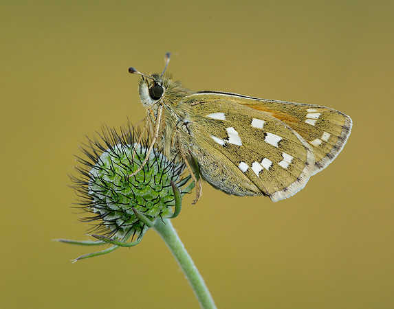 Silver-spotted Skipper Hesperia comma