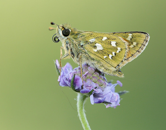 Silver-spotted Skipper Hesperia comma
