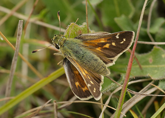 Silver-spotted Skipper Hesperia comma