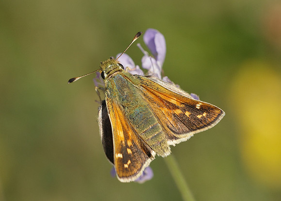 Silver-spotted Skipper Hesperia comma