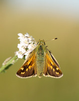 Silver-spotted Skipper Hesperia comma