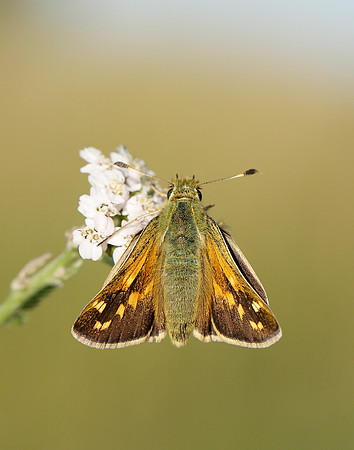 Silver-spotted Skipper Hesperia comma
