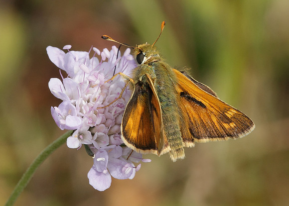 Silver-spotted Skipper Hesperia comma