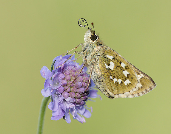 Silver-spotted Skipper Hesperia comma
