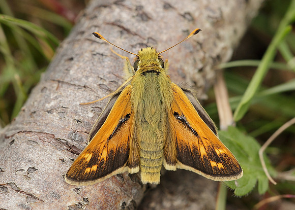 Silver-spotted Skipper Hesperia comma