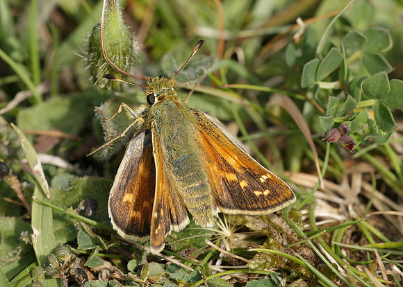 Silver-spotted Skipper Hesperia comma