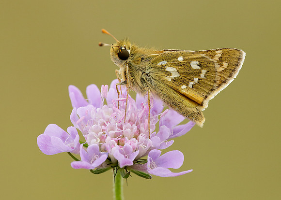 Silver-spotted Skipper Hesperia comma