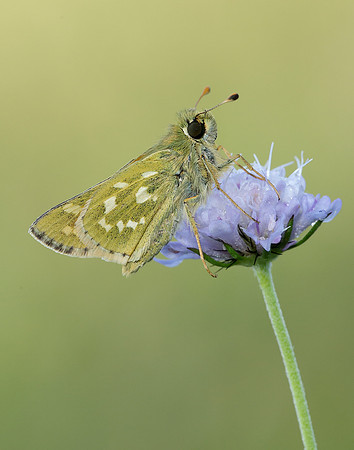 Silver-spotted Skipper Hesperia comma