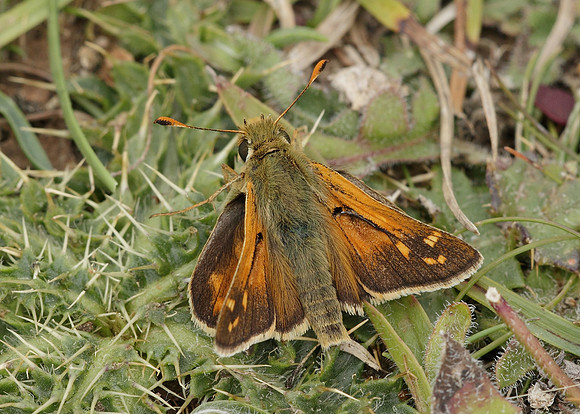 Silver-spotted Skipper Hesperia comma