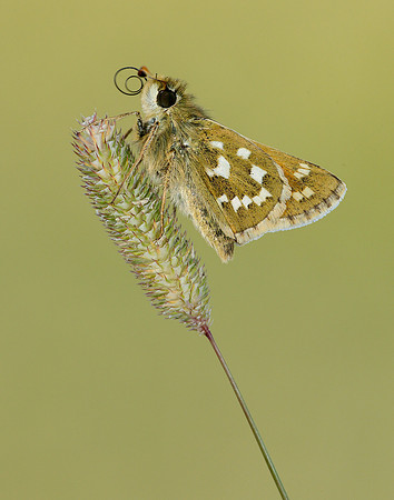 Silver-spotted Skipper Hesperia comma