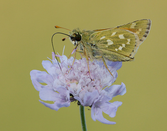 Silver-spotted Skipper Hesperia comma