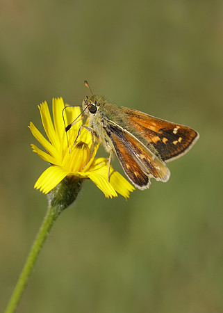 Silver-spotted Skipper Hesperia comma