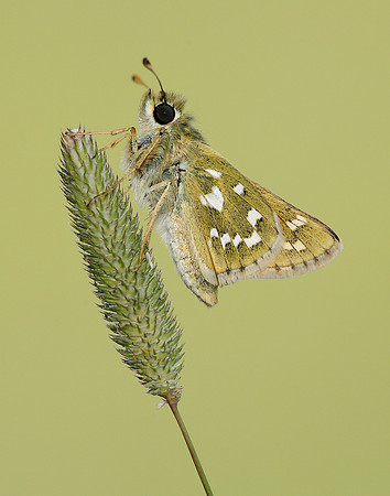 Silver-spotted Skipper Hesperia comma