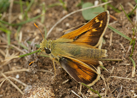 Silver-spotted Skipper Hesperia comma
