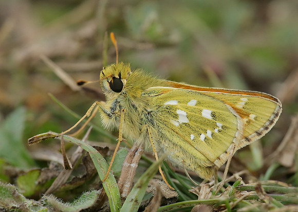 Silver-spotted Skipper Hesperia comma