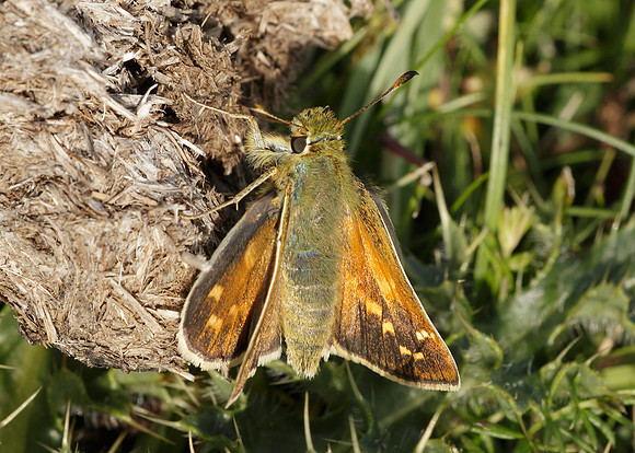 Silver-spotted Skipper Hesperia comma