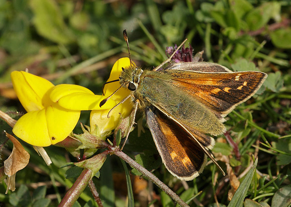 Silver-spotted Skipper Hesperia comma