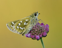 Silver-spotted Skipper Hesperia comma