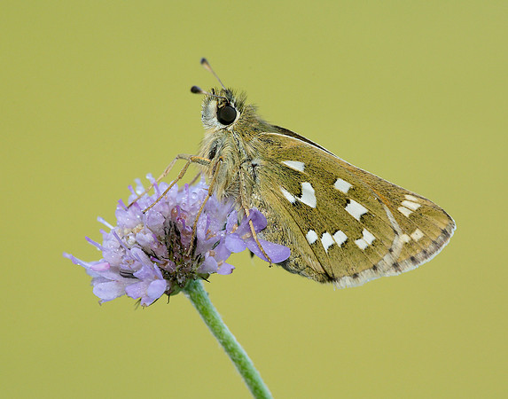 Silver-spotted Skipper Hesperia comma