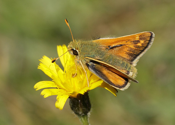 Silver-spotted Skipper Hesperia comma