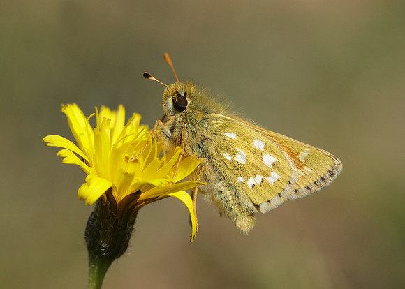 Silver-spotted Skipper Hesperia comma