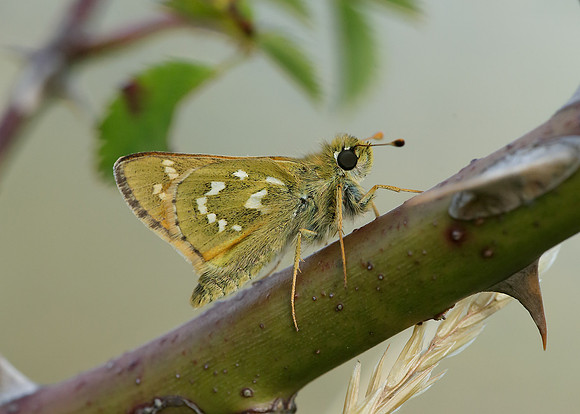 Silver-spotted Skipper Hesperia comma