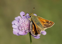 Silver-spotted Skipper Hesperia comma