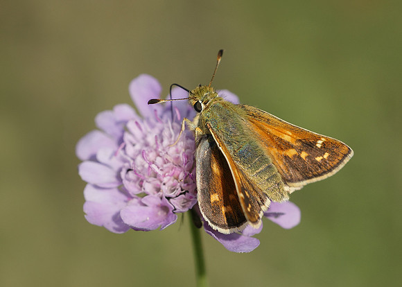 Silver-spotted Skipper Hesperia comma