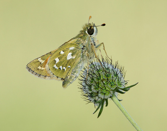 Silver-spotted Skipper Hesperia comma