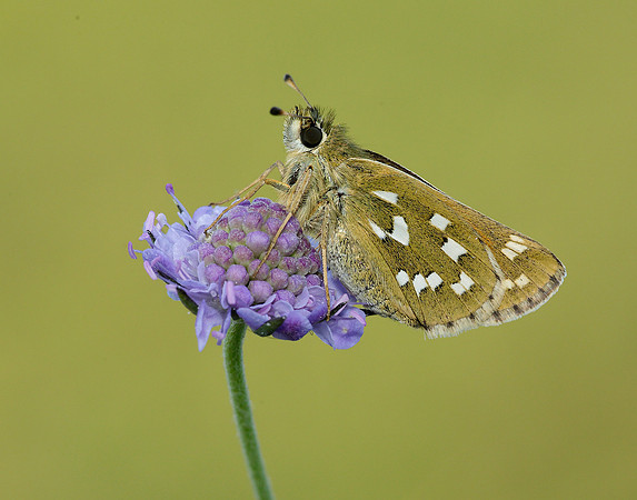 Silver-spotted Skipper Hesperia comma