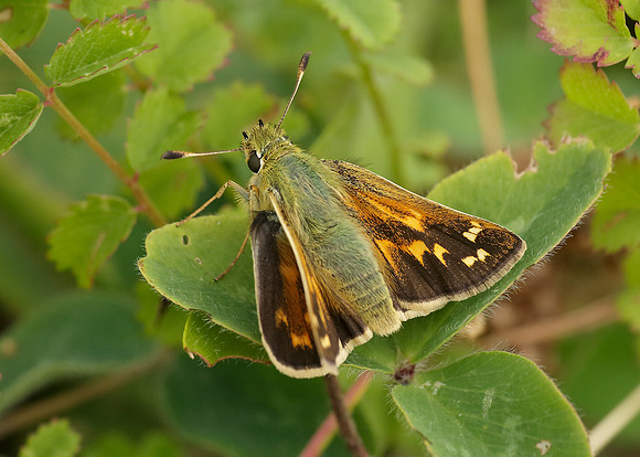 Silver-spotted Skipper Hesperia comma