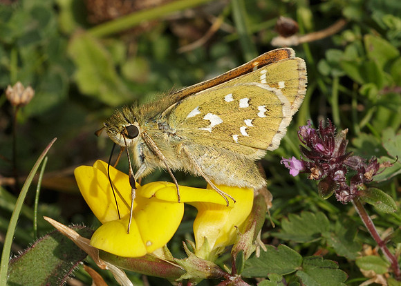 Silver-spotted Skipper Hesperia comma